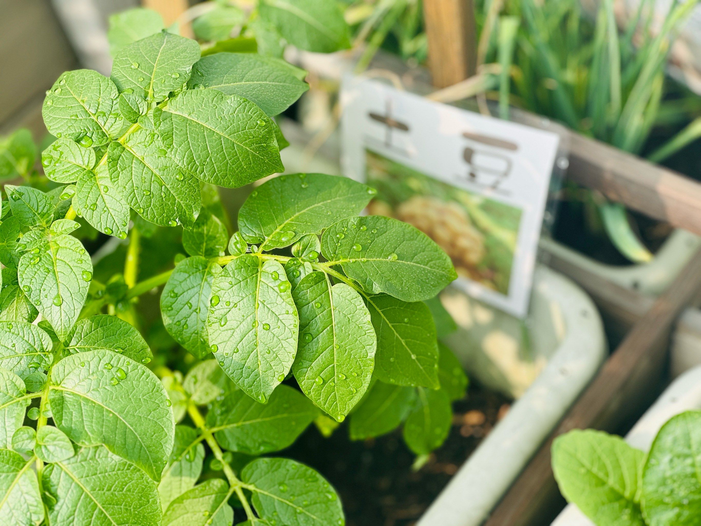 们看到了植物的变化
同时也期待着后续成熟的果子#蔬菜种植 #幼儿园