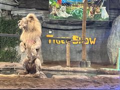 -清迈夜间动物园