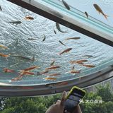 金鱼如悬在空中的吻，流影與光煥蔓延成詩。