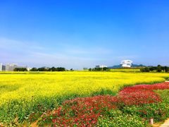-光明小镇欢乐田园