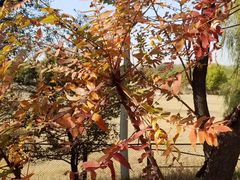 -北京麋鹿生态实验中心
