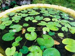 -石家庄市植物园