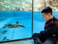 -帝企鹅自助餐厅•儿童岛•真企鹅(长隆企鹅酒店)