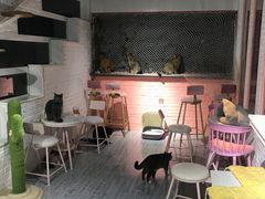 -喵屿·大理花园猫咖