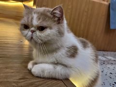 -滚猫咖啡·猫咖·猫友好撸猫(未来城店)