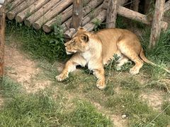 -青藏高原野生动物园