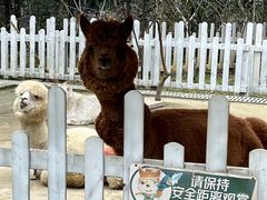 -成都松鼠部落