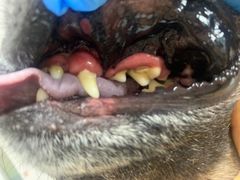 -读宠于你·约克夏比熊·睫角守宫·爬宠售卖(高新店)