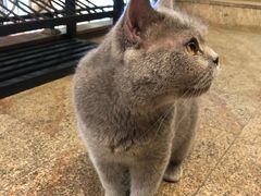 -more than meow吴止猫主题餐厅(承德 中船汇店)