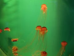 -华夏文旅西安度假区