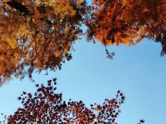 -上海共青森林公园