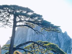 -黄山风景区