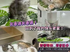 -青奢宠物·青奢猫舍