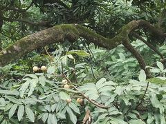-张坝桂圆林公园