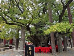 -浮来山风景区