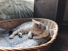 -猫友咖啡店(玉林西路店)