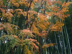 -秋霞圃