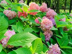 -上海共青森林公园