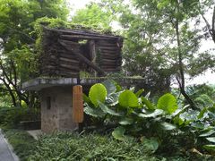 -华侨城湿地公园