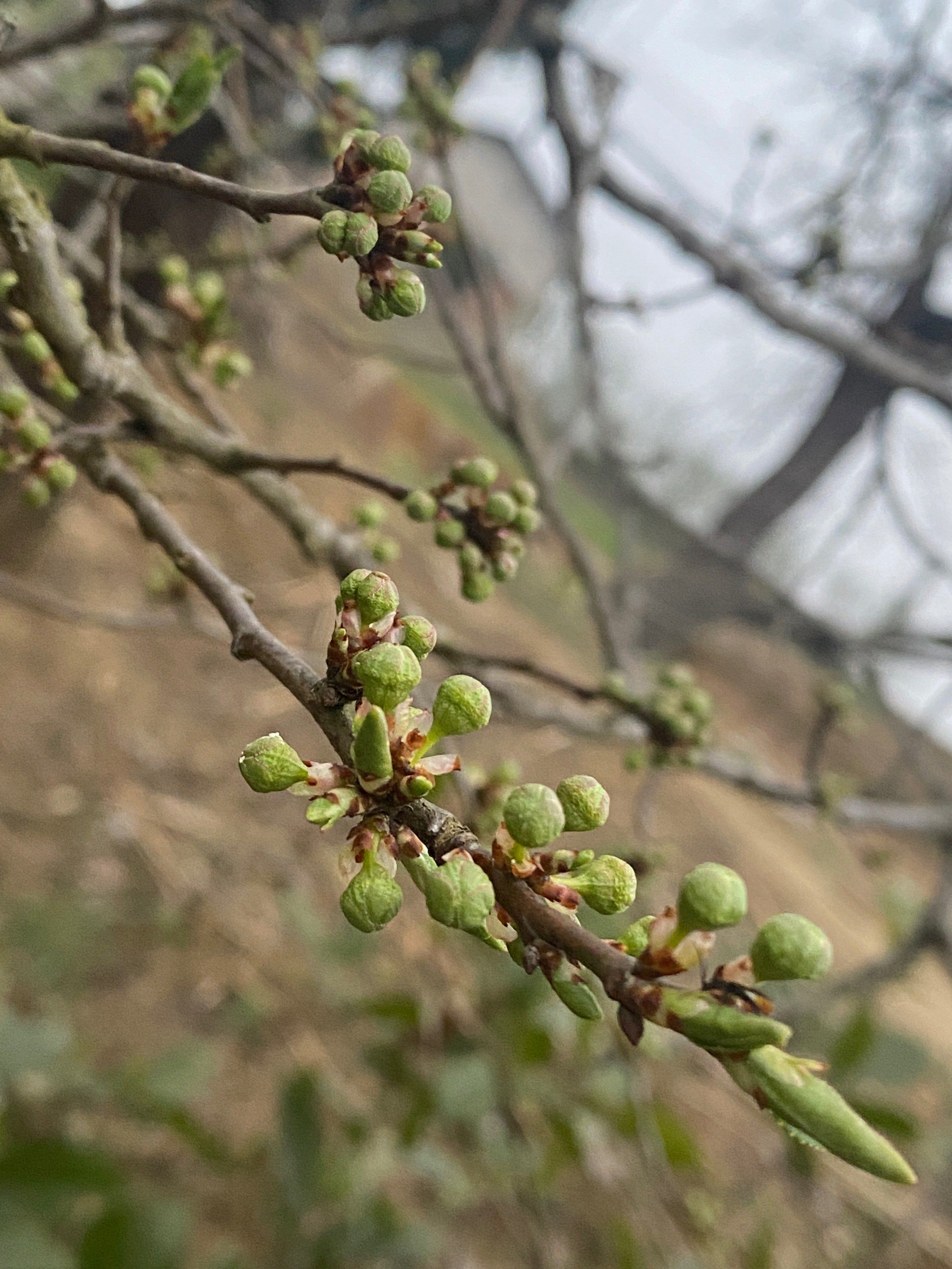 唯独李子树上全是绿色的嫩芽花苞