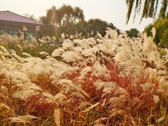 -济南国际园博园