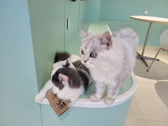 -怪兽屋·羊驼·猫咖·狗咖(俊华广场店)