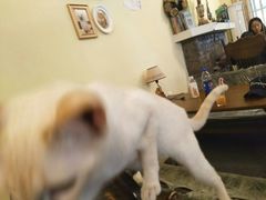 -猫色咖啡·猫咖