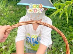-樂桃源奉贤黄桃种植采摘基地