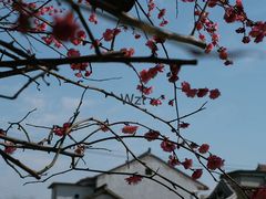 -新场古镇-停车场