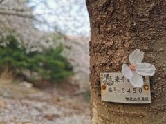 -樱花山风景区