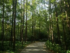 -上海滨江森林公园