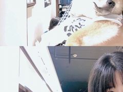 -逗柴咖啡屋·狗咖猫咖宠物桌游
