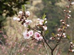 -桃花涧