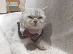 -藏猫猫咖啡主题馆(中央大道店)