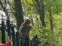 -黔灵山公园