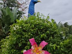 -东莞植物园