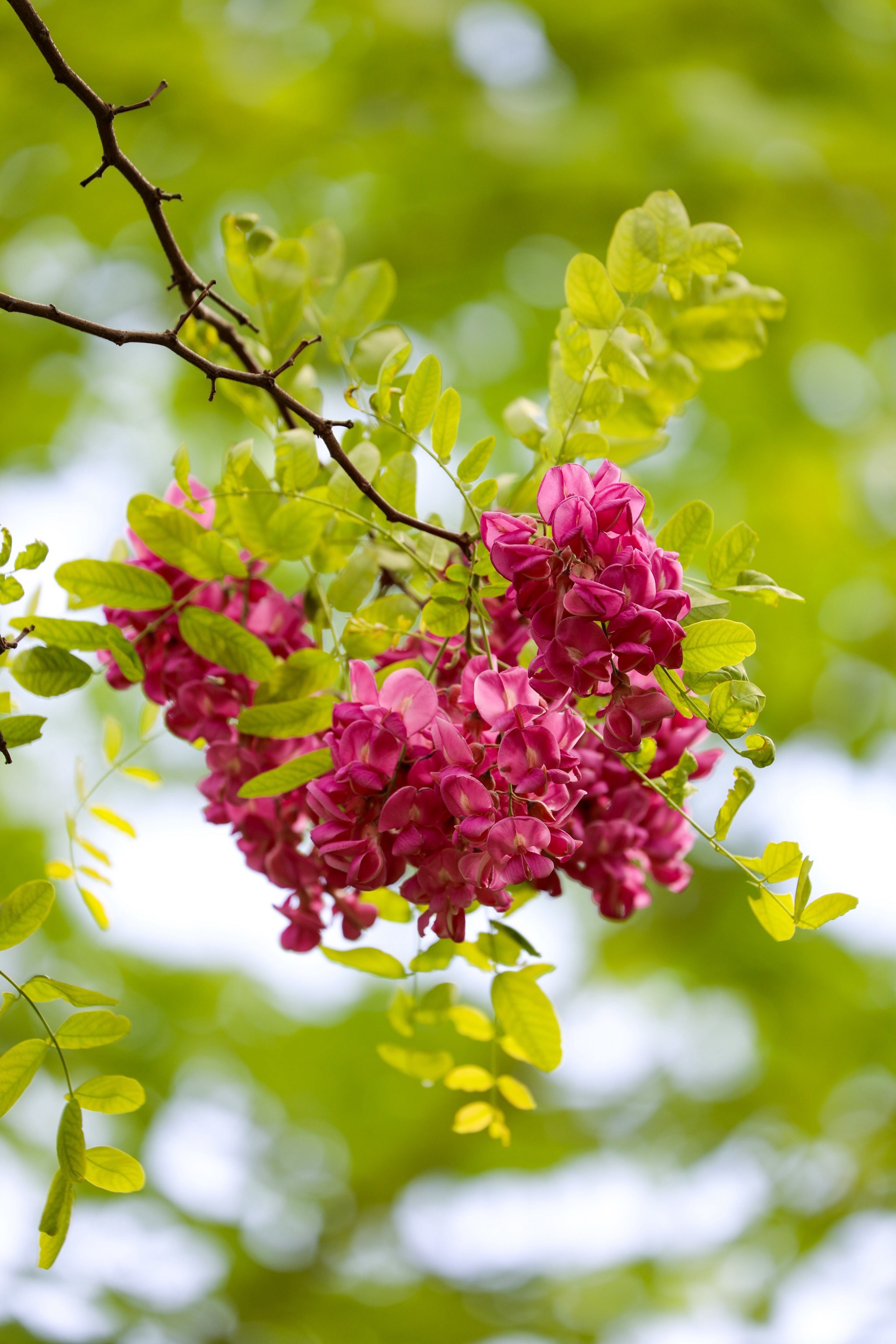 25实拍📷二环内的宝藏公园,绣球花开爆