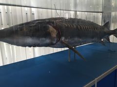 -上海海洋大学鱼文化博物馆(军工路校区)