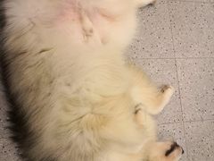 -more than meow吴止猫主题餐厅(承德 中船汇店)