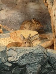 -Zoolung Zoolung动物主题公园(海信广场店)