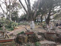 -东山雕花楼