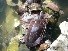 -普陀山风景名胜区-法雨禅寺