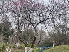 -青枫公园