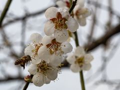 -马峦山郊野公园