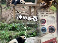 -广州长隆野生动物世界