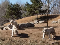 -北京野生动物园