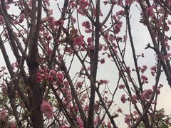 -天适樱花悠乐园
