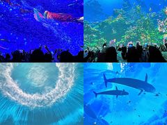 -海合安青岛极地海洋公园
