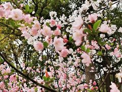 -高东镇樱花园