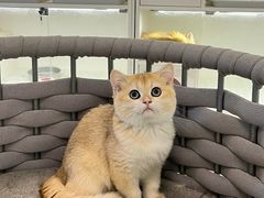 -lincat·猫舍(广州店)